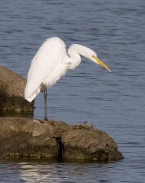 Image of Great Egret