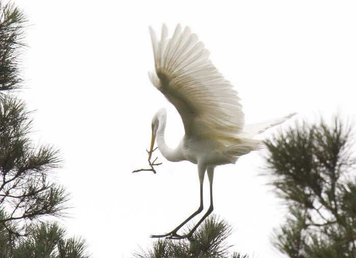 Image of Great Egret