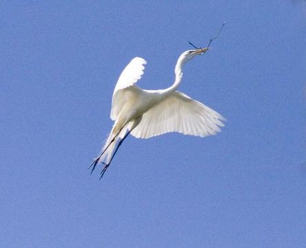 Image of Great Egret