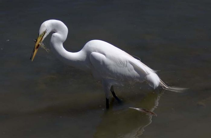 Image of Great Egret