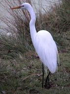 Image of Great Egret