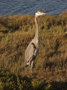 Image of Great Blue Heron