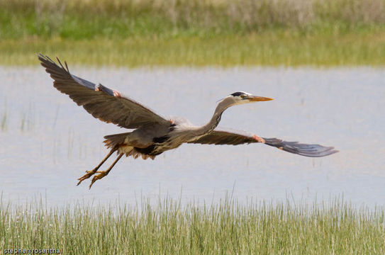 Image of Great Blue Heron