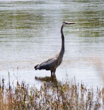 Image of Great Blue Heron