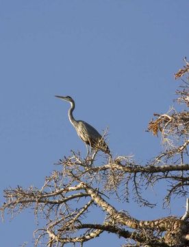 Image of Great Blue Heron