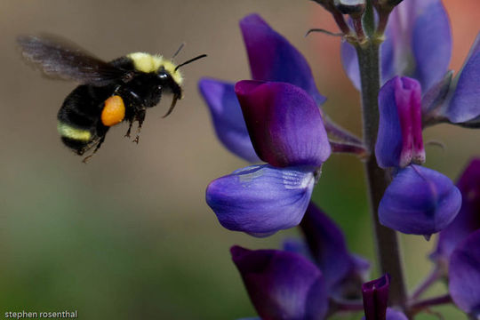 Image of hollowleaf annual lupine