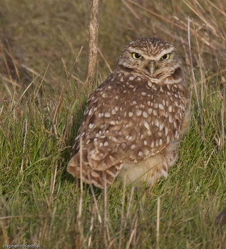 Image of Burrowing Owl