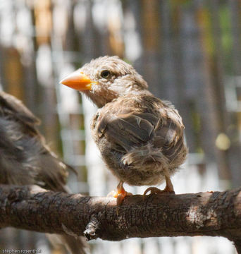 Image of birds