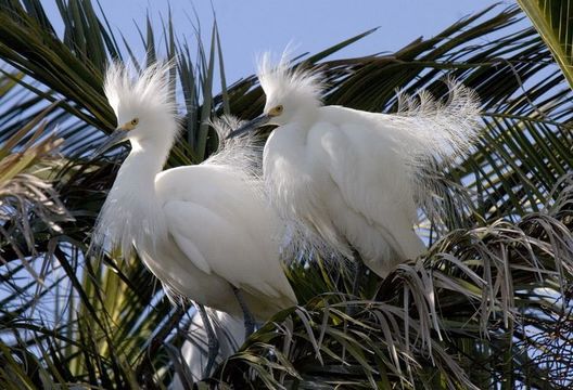 Image of birds