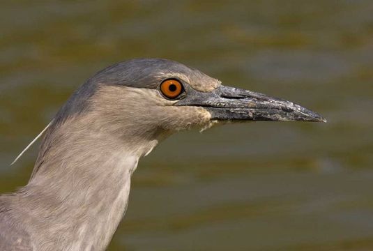 Image de bihoreau gris, héron bihoreau