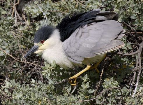 Image of Black-crowned Night Heron