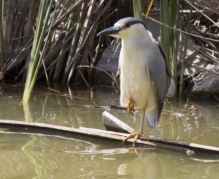 Image of Black-crowned Night Heron