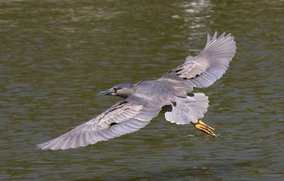 Image of Black-crowned Night Heron