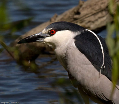 Image of Black-crowned Night Heron