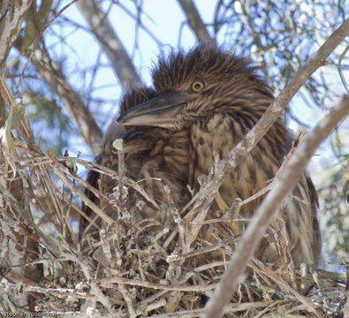 Image of Black-crowned Night Heron