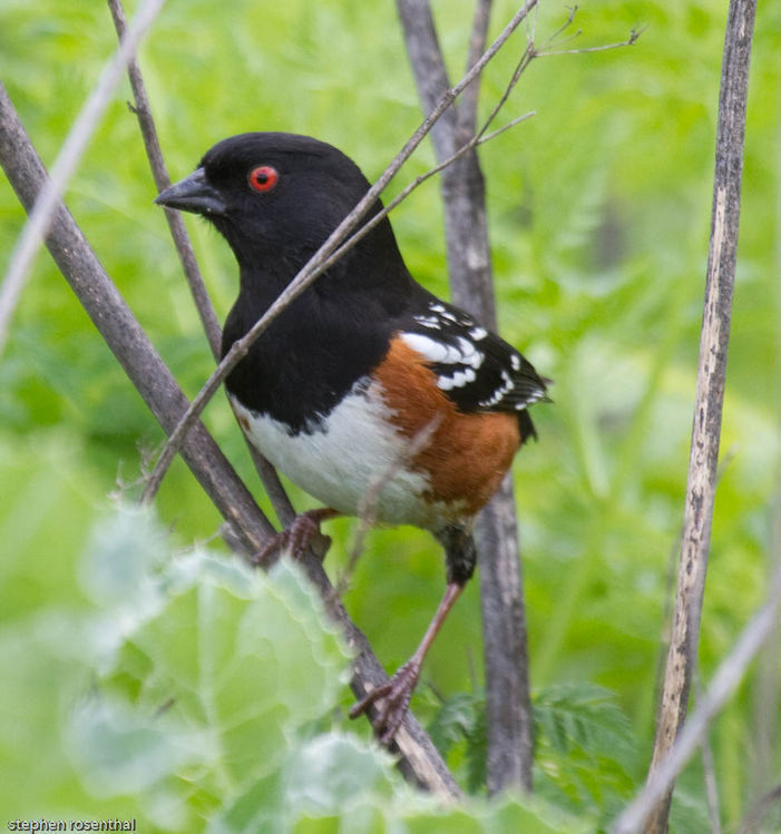 Слика од Pheucticus melanocephalus (Swainson 1827)