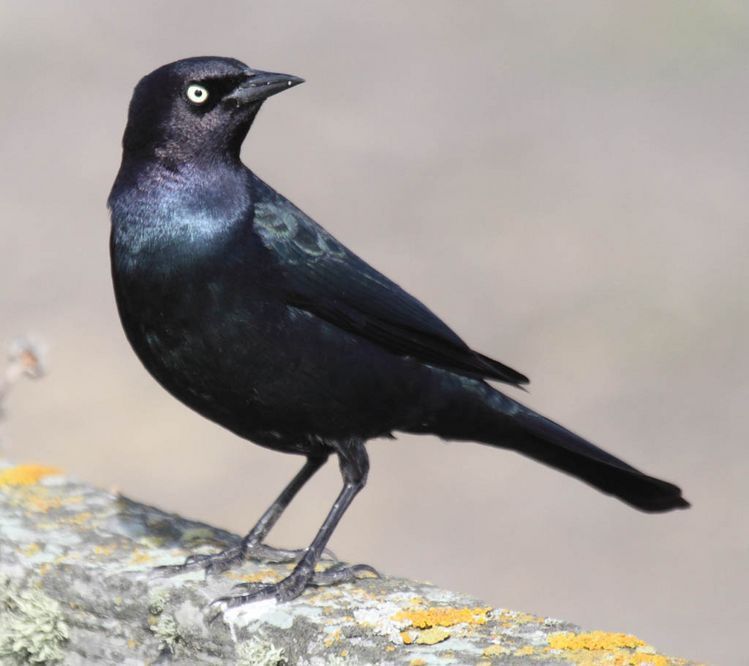 Image of Brewer's Blackbird