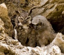Image of Great Horned Owl