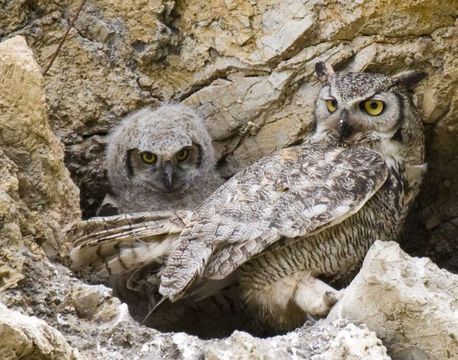 Image of Great Horned Owl