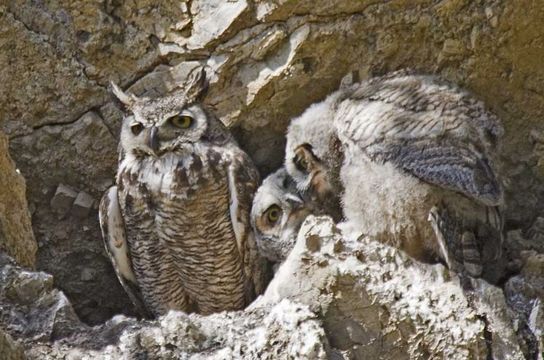 Image of Great Horned Owl