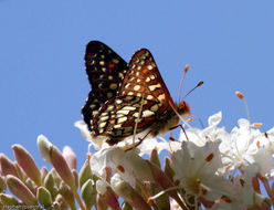 Image of <i>Aesculus hybrida</i> DC.