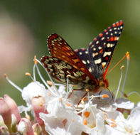 Image of <i>Aesculus hybrida</i> DC.