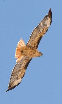 Image of Red-tailed Hawk