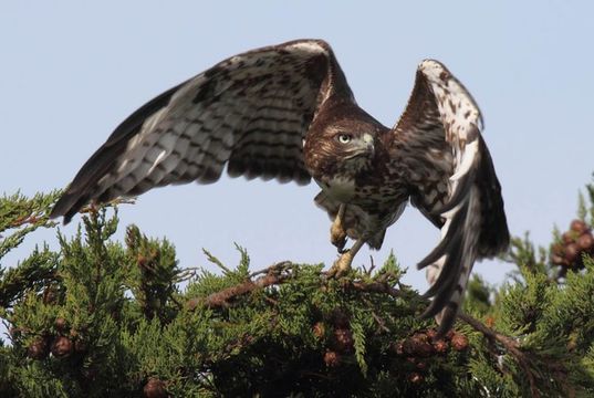 Слика од Buteo jamaicensis (Gmelin & JF 1788)