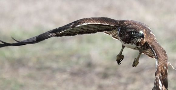 Image of Red-tailed Hawk