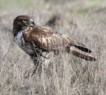 Image of Red-tailed Hawk