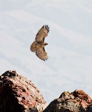 Image of Red-tailed Hawk