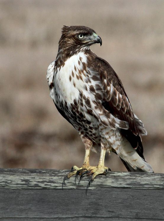 Image of Red-tailed hawk