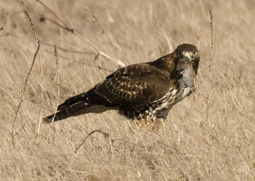 Image of Red-tailed Hawk