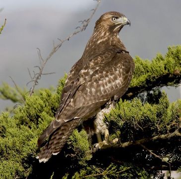 Image of Red-tailed Hawk