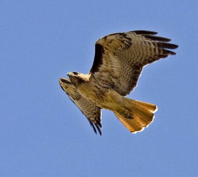 Слика од Buteo jamaicensis (Gmelin & JF 1788)