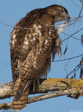 Image of Red-tailed Hawk