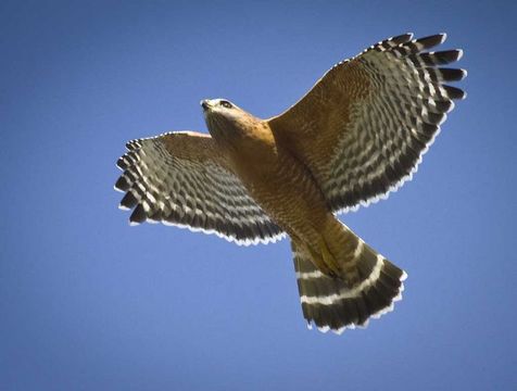 Image of Red-shouldered Hawk