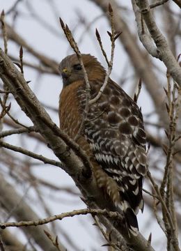 Image of Red-shouldered Hawk