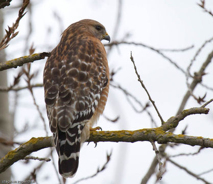 Image of Red-shouldered Hawk