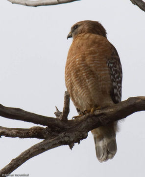 Image of Red-shouldered Hawk