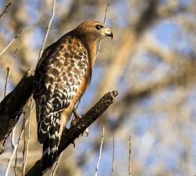 Image of Red-shouldered Hawk