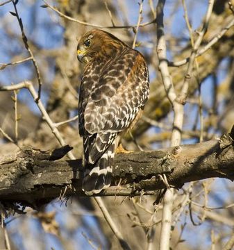 Image of Red-shouldered Hawk