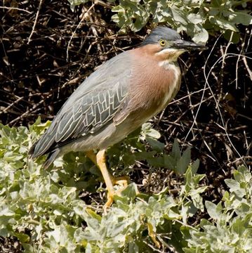 Image of Green Heron