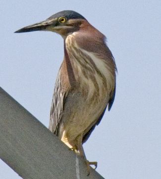 Image of Green Heron