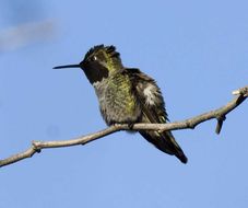 Image of Anna's Hummingbird