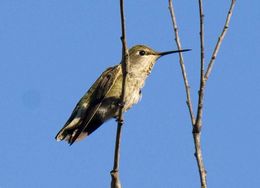 Image of Anna's Hummingbird