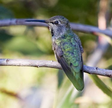 Image of Anna's Hummingbird