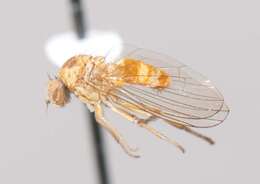 Image of Callomyia