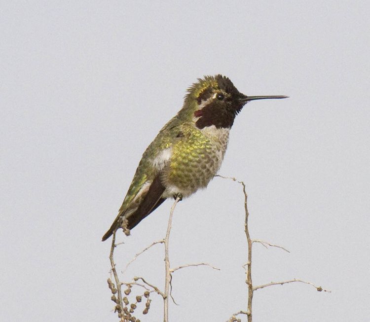 Image of Anna's Hummingbird