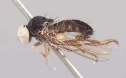 Image of Callomyia